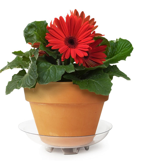 Plastec FGR06 Floor Guard Recycled Plant Saucer, 6-Inch